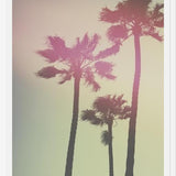 Cuadro Palmeras de california