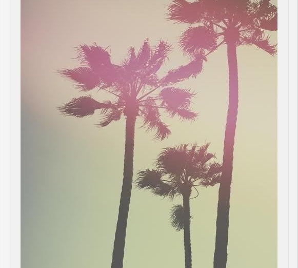 Cuadro Palmeras de california