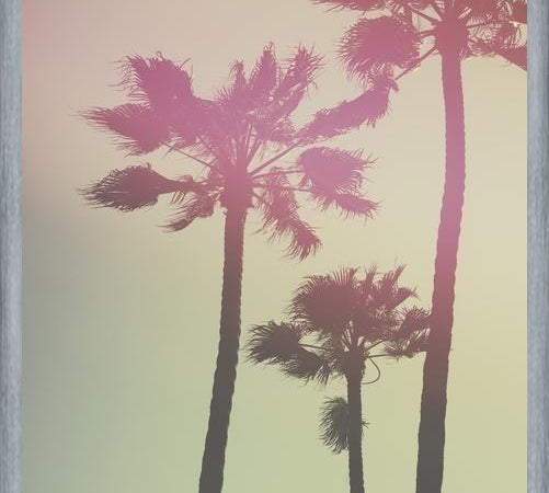Cuadro Palmeras de california