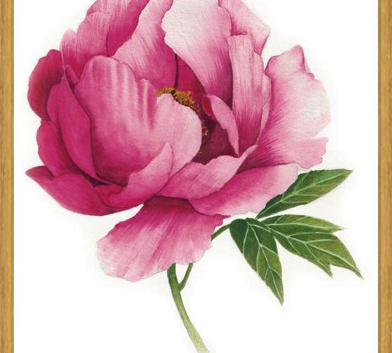 Cuadro peonia