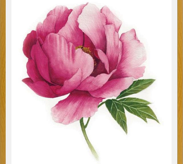 Cuadro peonia