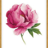 Cuadro peonia