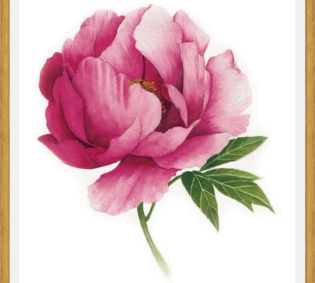 Cuadro peonia