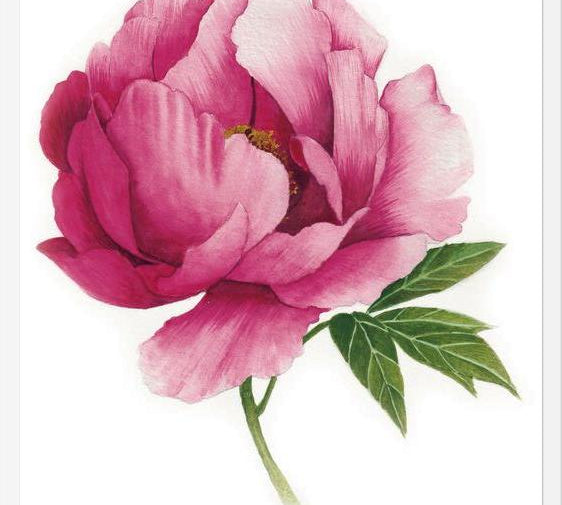 Cuadro peonia