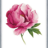 Cuadro peonia