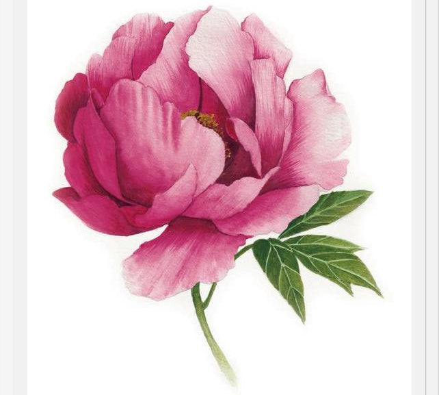 Cuadro peonia