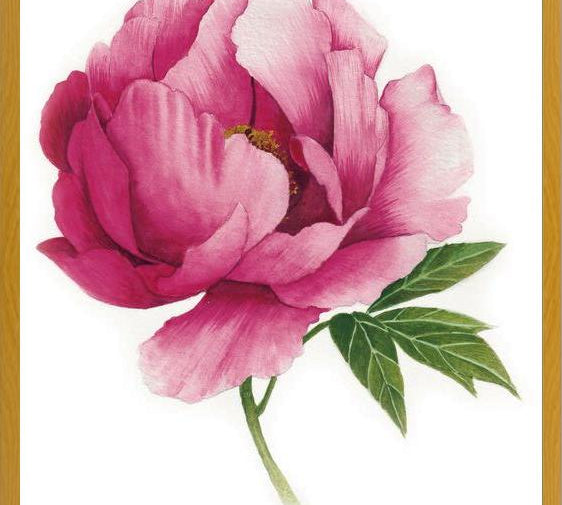 Cuadro peonia