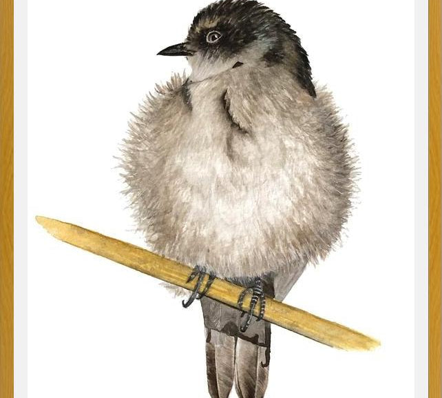 Cuadro Golondrina bebé