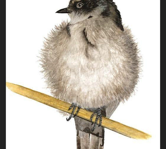 Cuadro Golondrina bebé