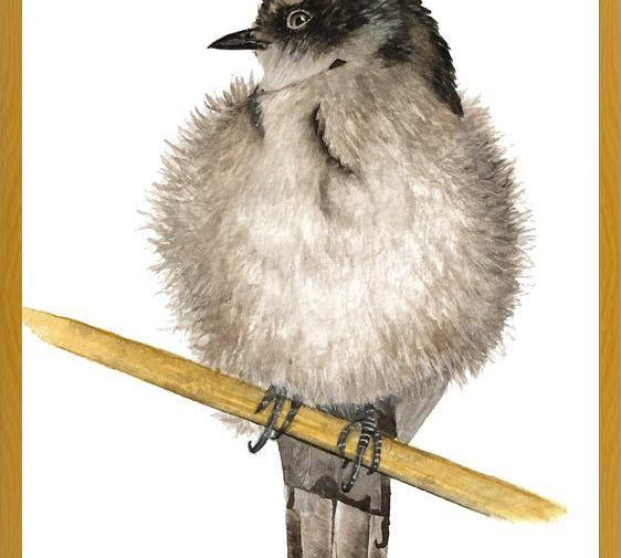 Cuadro Golondrina bebé