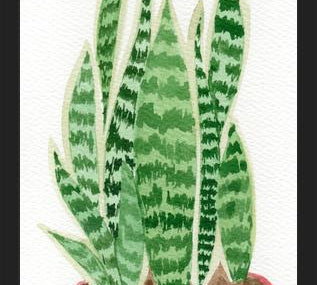 Cuadro Sansevieria