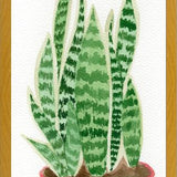 Cuadro Sansevieria