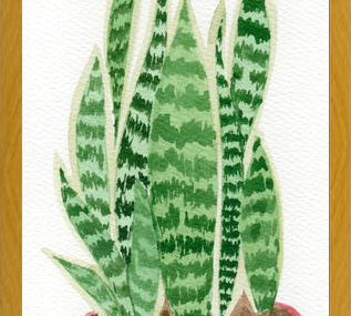 Cuadro Sansevieria