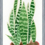 Cuadro Sansevieria