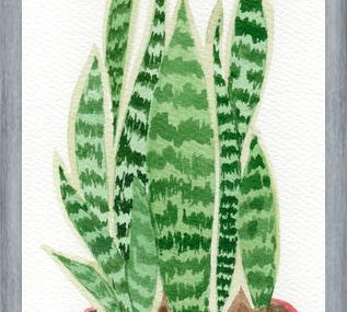 Cuadro Sansevieria