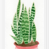 Cuadro Sansevieria