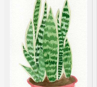 Cuadro Sansevieria