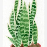 Cuadro Sansevieria