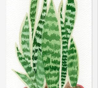 Cuadro Sansevieria