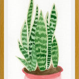 Cuadro Sansevieria