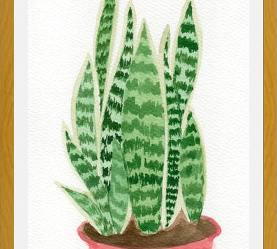 Cuadro Sansevieria