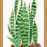 Cuadro Sansevieria
