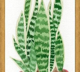 Cuadro Sansevieria