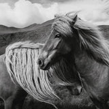 Canvas Horses In The Sky