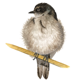 Canvas Golondrina Bebé