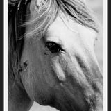 Cuadro horse
