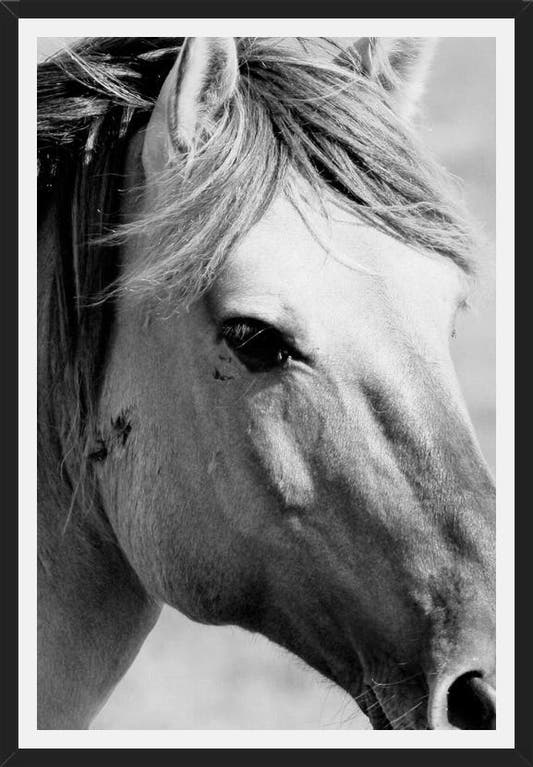 Cuadro horse