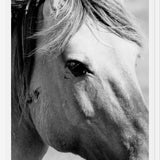 Cuadro horse
