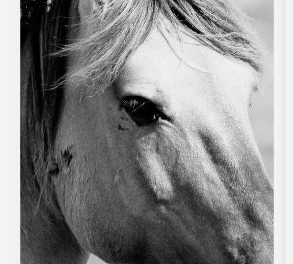 Cuadro horse