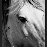 Cuadro horse