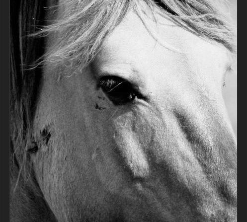 Cuadro horse