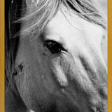 Cuadro horse