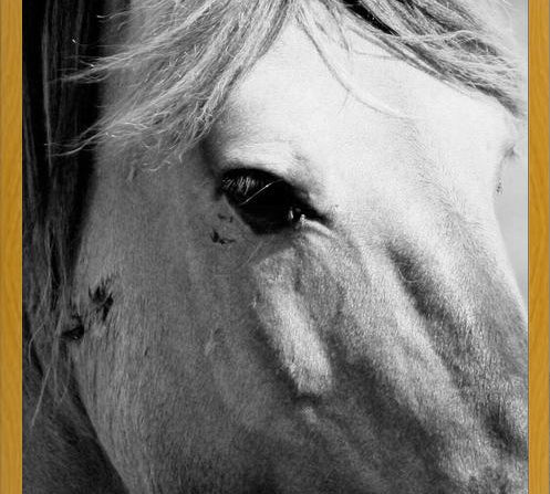 Cuadro horse