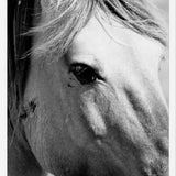 Cuadro horse