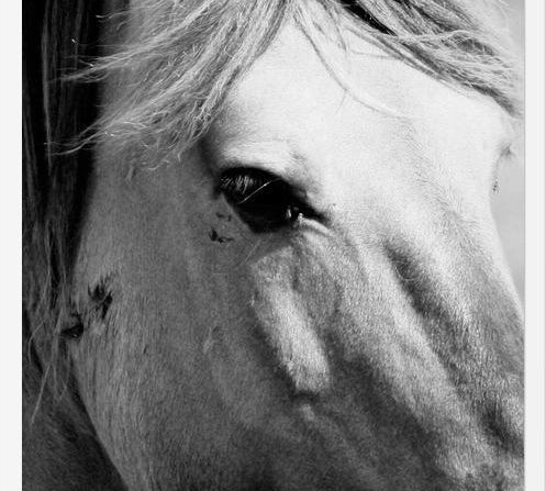 Cuadro horse