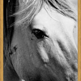 Cuadro horse