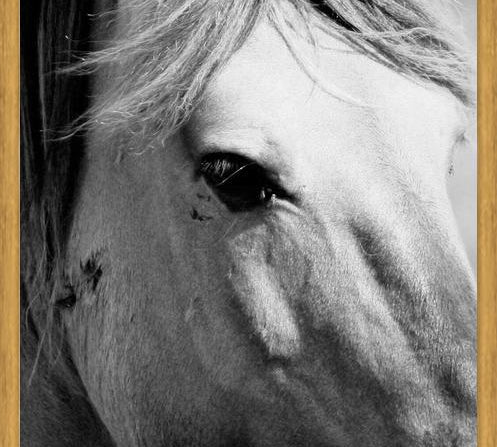 Cuadro horse