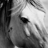 Canvas horse