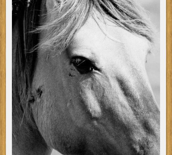 Cuadro horse
