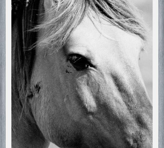 Cuadro horse