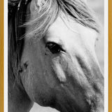 Cuadro horse