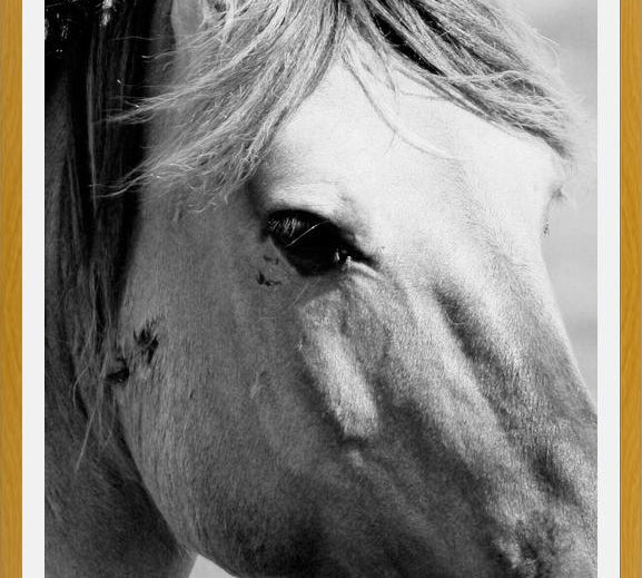 Cuadro horse