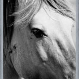 Cuadro horse