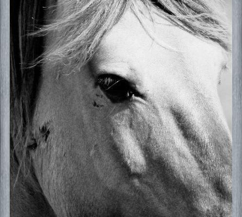 Cuadro horse