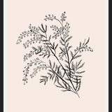 Cuadro Acacia Branch Drawing
