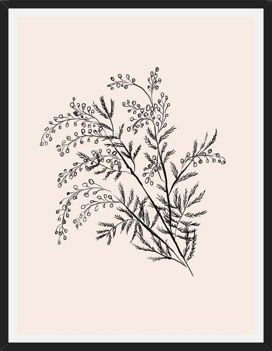 Cuadro Acacia Branch Drawing